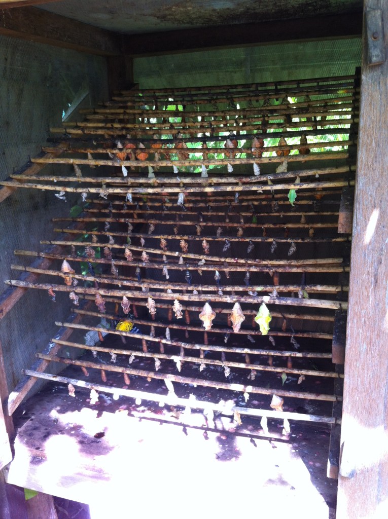 Gaiola dos casulos das borboletas.