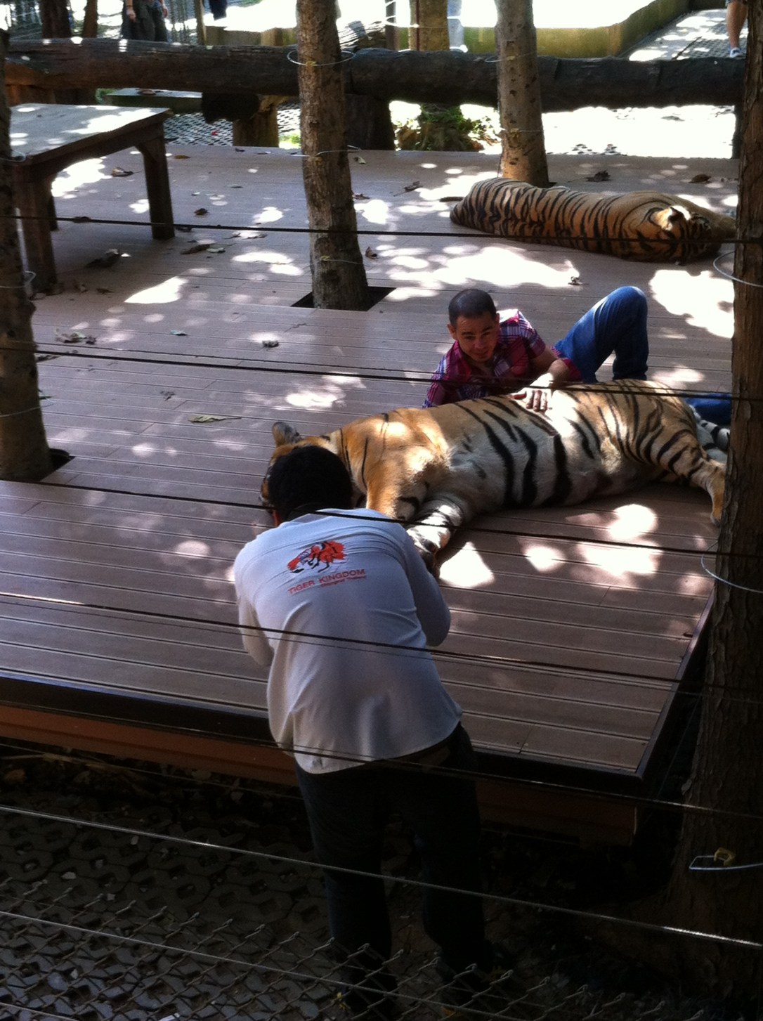 Visitante e fotógrafo no Tiger Kingdom.