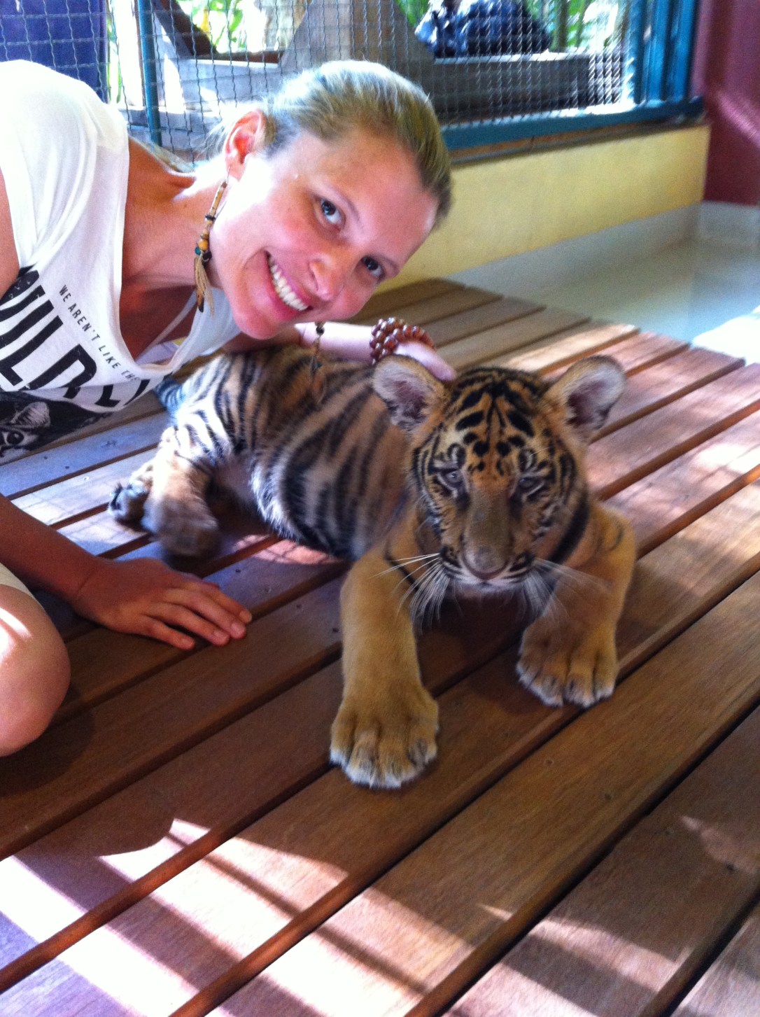 Os tigres bebês são os mais simpáticos e brincalhões.
