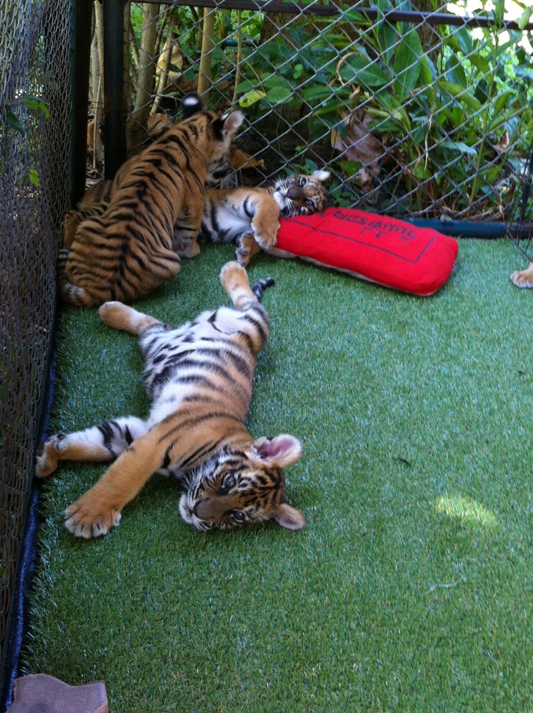 Os preguiçosos bebês tigres.