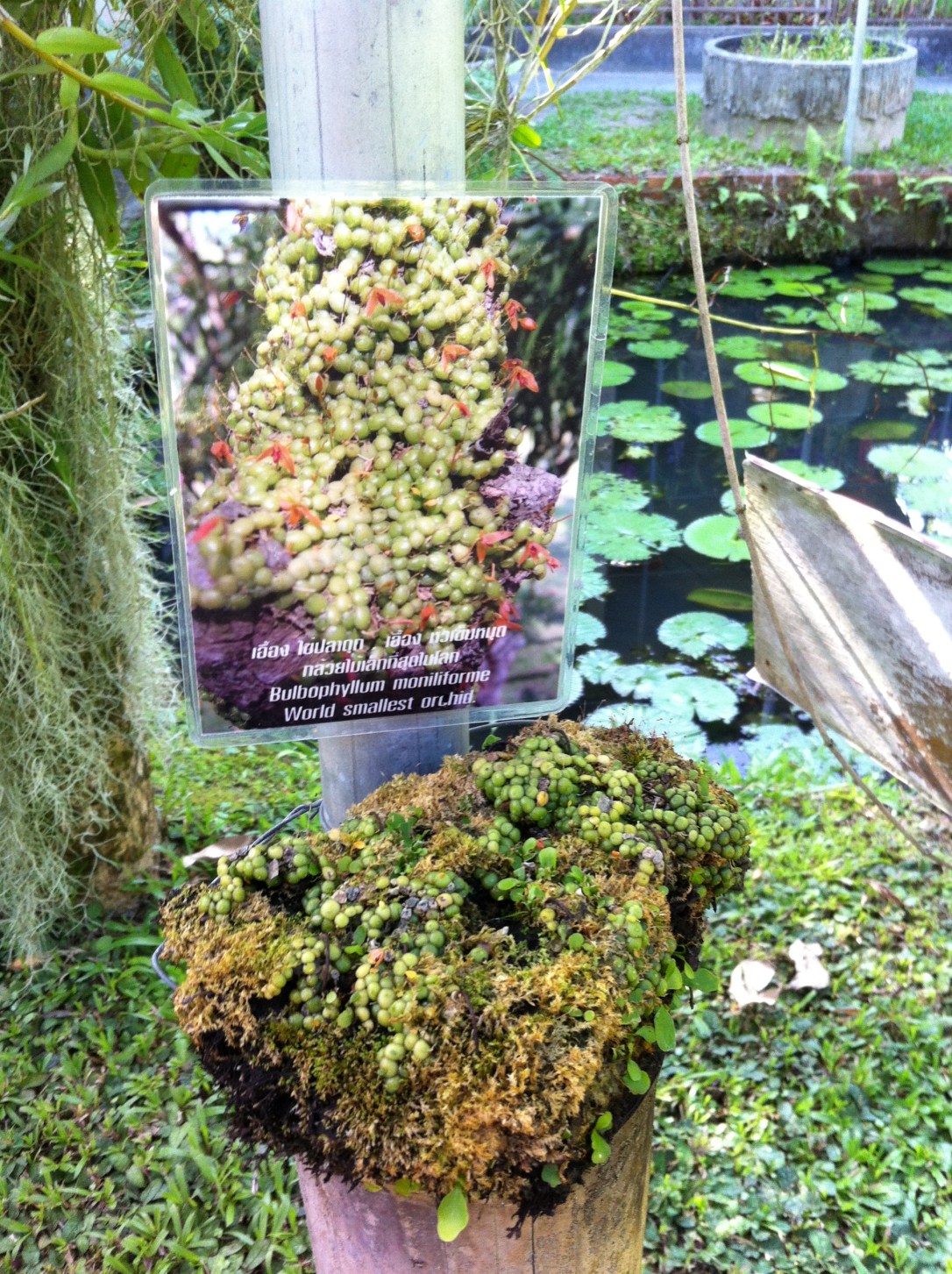 Bulbophyllum moniliforme é a menor orquídea do Sudoeste Asiático.