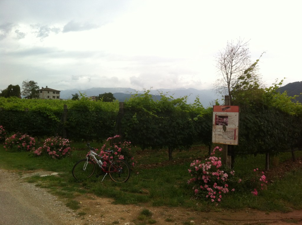 Paisagem bucólica dos vinhedos.