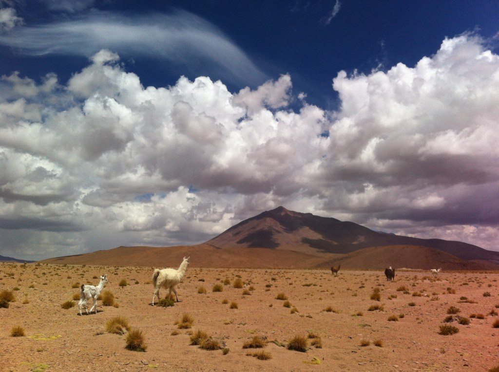 Paisagem do altiplano boliviano com as suas famosas llamas.
