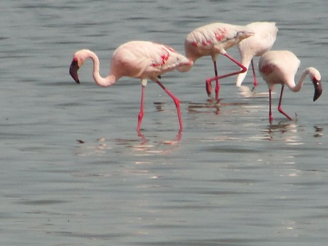 flamingo