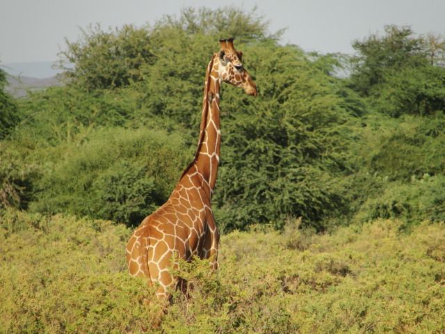 girafa reticulada